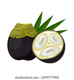 Vector illustration, Asian Palmyra palm, Toddy palm, Sugar palm. Isolated on white background.