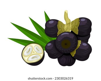 Vector illustration, Asian Palmyra palm, Toddy palm, Sugar palm. Isolated on white background.