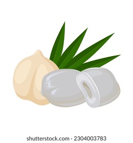 Vector illustration, Asian Palmyra palm, Toddy palm, Sugar palm. Isolated on white background.