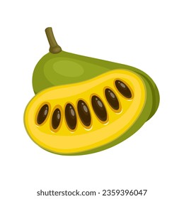 Vector illustration, Asimina triloba, American papaw or pawpaw, isolated on white background.