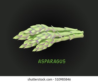 Vector illustration of asparagus bundle. Made in a realistic style.