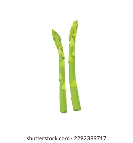 Vector illustration of asparagus. Fresh green vegetable plant on white background. Top view. Vegan healthy food. 