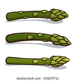 Vector illustration of asparagus isolated on a white background
