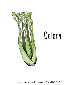 Vector illustration of Asparagus on white background