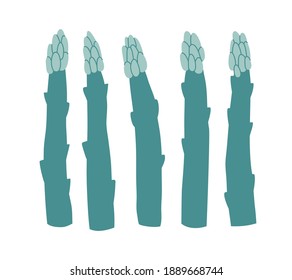 Ilustración vectorial del espárrago. Conjunto de espárragos aislados sobre fondo blanco. Obtenido a mano. Ilustración de verduras. Idóneo para ilustrar la alimentación sana, las recetas, la granja local.