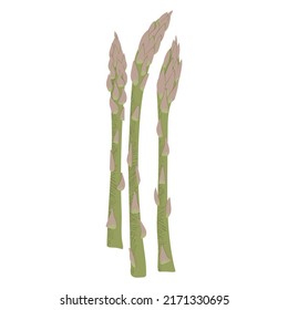 Vector illustration of asparagus. Textured vector illustration of asparagus, isolated on a white background.