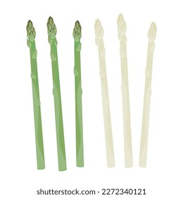 Vector illustration of asparagus and white asparagus.