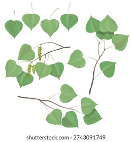Vector illustration of aspen and poplar leaves with several small branches, isolated on a transparent background