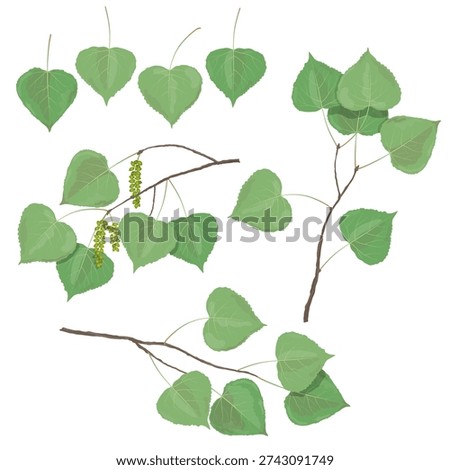 Vector illustration of aspen and poplar leaves with several small branches, isolated on a transparent background