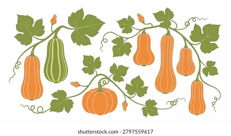 Vector illustration of assorted squash, butternut, and pumpkins growing on winding green vines with large leaves, flower buds, and curly tendrils isolated on white background.