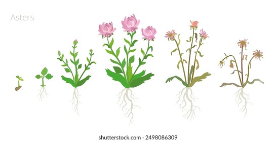 Vector Illustration of Aster flower Growth Stages. Include wilted and dried plants