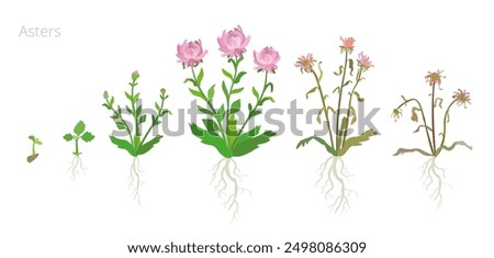 Vector Illustration of Aster flower Growth Stages. Include wilted and dried plants