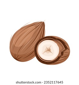 Vector illustration, Astrocaryum murumuru, known as murumuru, isolated on white background.