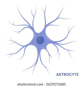 Vector illustration of an astrocyte, a type of glial cell in the brain