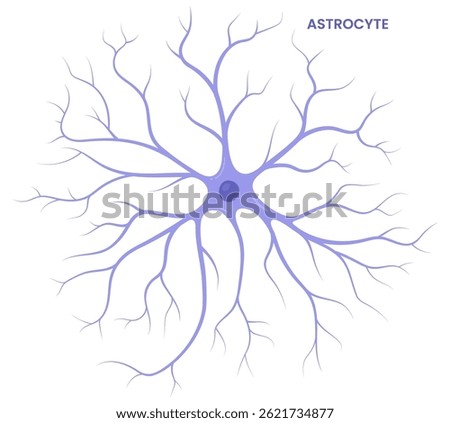Vector illustration of an astrocyte, a type of glial cell in the brain, showcasing its supportive role in neural functions and connections