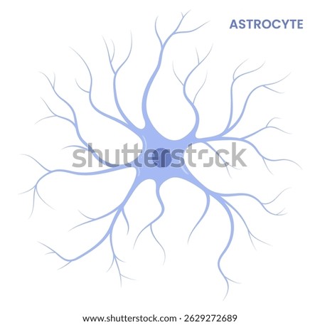 Vector illustration of an astrocyte, a type of glial cell in the brain