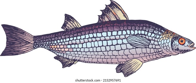 Eine Vektorgrafik von Atalantischem Maulpelfisch