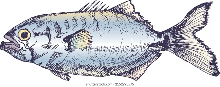 Una ilustración vectorial de los peces azules del Atlántico