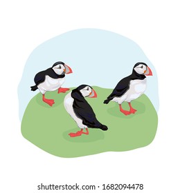 Vector illustration of the Atlantic puffin. Funny Northern bird isolated on a light background in a realistic watercolor style.  For banners, textiles, websites, web pages, and children's design.