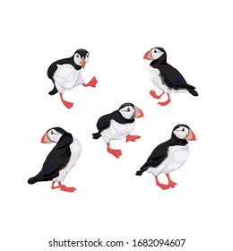 Vector illustration of the Atlantic puffin. A set of funny Northern birds isolated on a white background in a realistic watercolor style.  For banners, textiles, website, web pages and baby design.