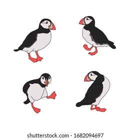 Vector illustration of the Atlantic puffin. Set of funny Northern birds isolated on a white background in cartoon style . For banners, textiles, website design, web pages and children's design.
