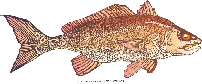 A Vector Illustration of am Atlantic Red Drum Fish