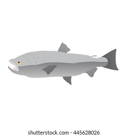 Vector illustration of atlantic salmon. Isolated on white background.