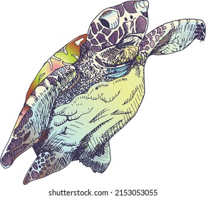 A Vector Illustration of an Atlantic Sea Turtle