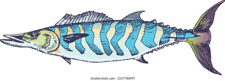 A Vector Illustration of Atlantic Wahoo