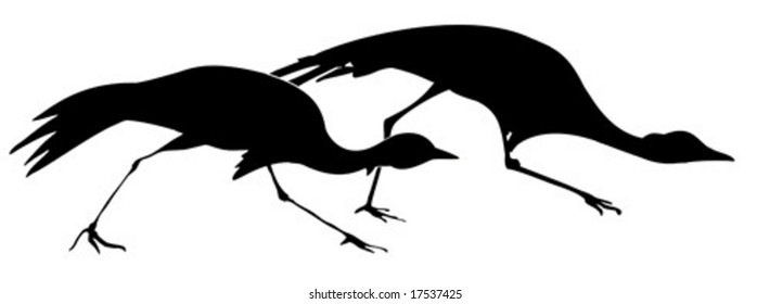 vector illustration attacking cranes on white background
