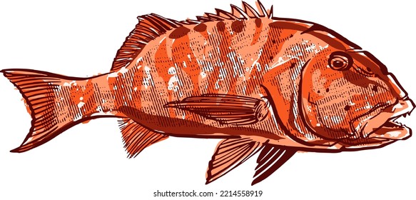the vector illustration the Australin fish isolated on white
