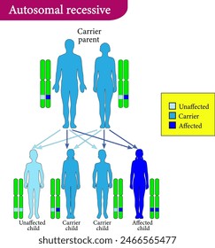 Ilustración vectorial de la herencia autosómica recesiva