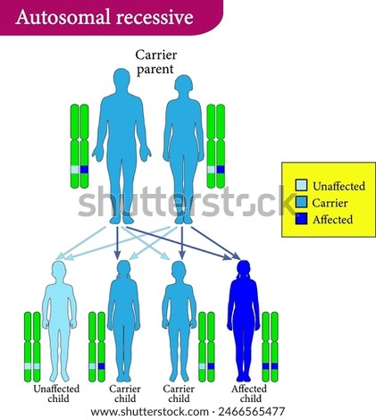 Vector illustration of Autosomal recessive inheritance