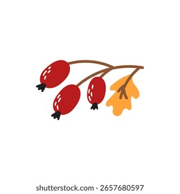 Ilustração vetorial de ramos de baga de outono, folha e floresta. Perfeito para decorar cartões, cartazes, embalagem e marca sazonal.