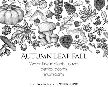 Vector illustration of autumn engraving style. Graphic linear oak leaf, acorns, berries, maple leaves, ginkgo, pumpkin, chanterelles, white fungus, fly agaric, mushrooms, chestnut, physalis, wild rose