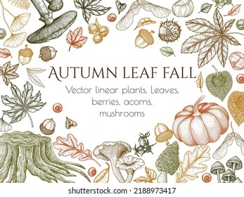 Vector illustration of autumn engraving style. Graphic linear oak leaf, acorns, berries, maple leaves, ginkgo, pumpkin, chanterelles, fly agaric, mushrooms, chestnut, physalis, wild rose, stump