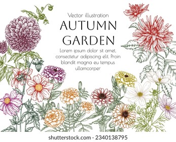 Vector illustration of autumn flowers. Dahlia, cosmos, zinnia, marigold in engraving style