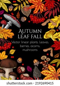 Vector illustration of an autumn frame. Maple leaf, chestnut, mountain ash, chanterelles, white mushroom, fly agaric, fallen leaves, berries, acorns, physalis, maple seeds