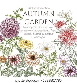 Vector illustration of autumn garden. Dahlia, cosmos, zinnia in engraving style