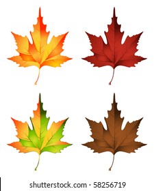 vector illustration of autumn leaf