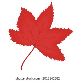 vector illustration of an autumn leaf isolated on a white background