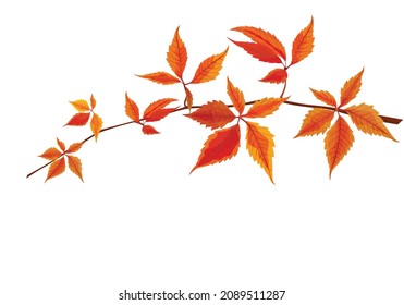 Vector illustration of autumn leaf, red autumnal branch on white illustration