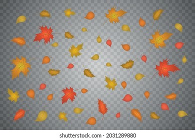 Ilustración vectorial de hojas de otoño que caen sobre un fondo transparente.