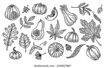 Ilustración vectorial de hojas y calabazas otoñales en estilo grabado. Hojas de roble lineales gráficas, bellotas, bayas, hojas de arce, ginkgo, calabazas.