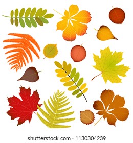 vector illustration of autumn leaves set, isolated on white background. simple cartoon flat style,