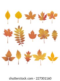 Vector illustration of a autumn leaves set
