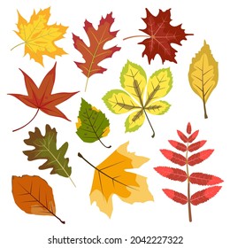 vector illustration of Autumn leaves.nature leaves.set.