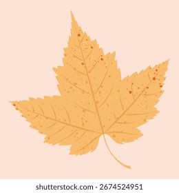 Vector illustration of autumn maple leaf in yellow and orange colours on a light beige background.