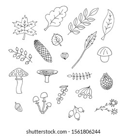 Vector illustration of autumn objects for banner, postcard, poster, flyer, calendar, clothes, advertisement design. Pattern for template, background, billboard, print. Doodle drawing