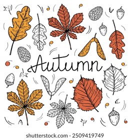 Ilustração vetorial de objetos Autumn com texto. Rabiscar desenhado à mão com folhas outonais, cones, bolota, folha de bordo, folha de carvalho, plantas. Elementos de design para o Dia de Ação de Graças, estação do outono, evento 